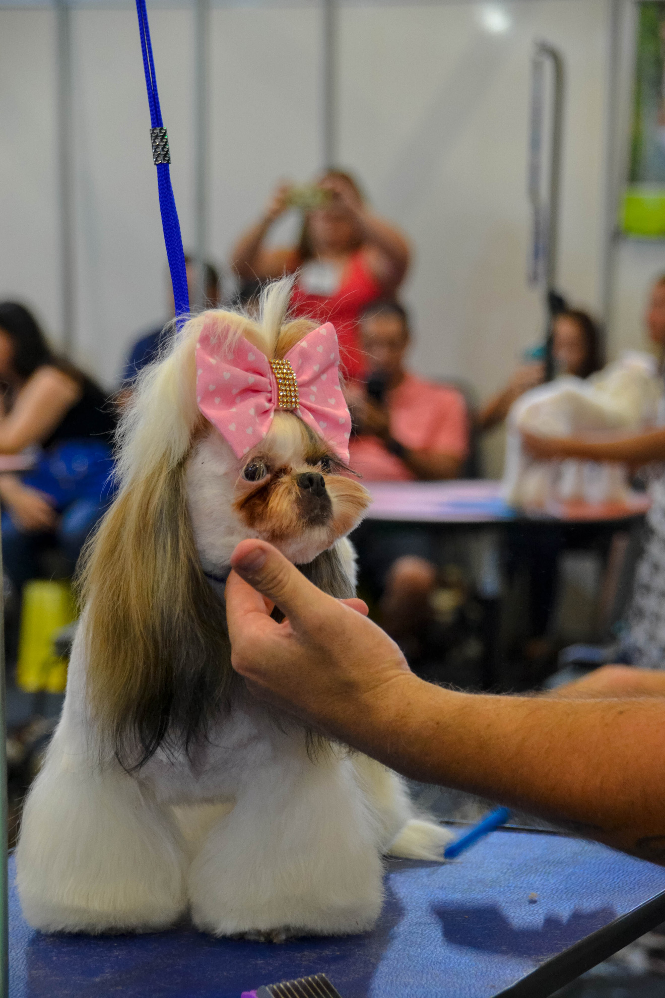 Cachorros engraçados da semana maio de 2016 - Edenvet - Centro